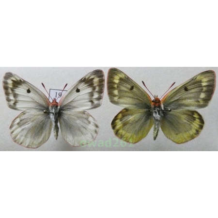 Colias phicomone (Esper, 1780) pair Austria19